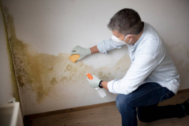Best Asbestos and Lead Testing During Mold Inspection  in Whitesboro, TX